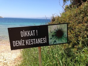 "Danger: Sea Urchins" 