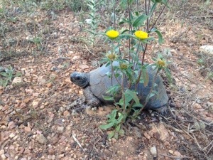 ....a shell-shocked tortoise...