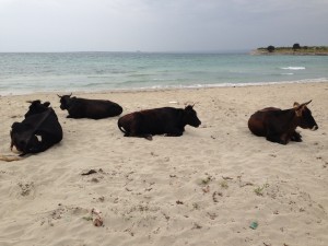 ....cows enjoy the sand...