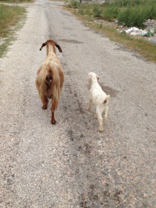 Goats are occasionally my MedTrek minders.