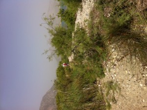 Solitary MedTrekker.