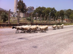 ...sheep stroll by a thermal power plant near Akyaka...