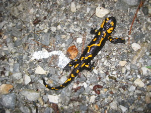 Sexy salamander on Mt. Olympus.
