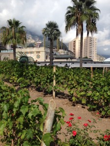 Vines in the Place du Casino.