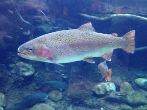 Catching (sight of) a rainbow trout.