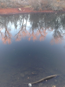 Trees reflected in pond water near the Sundial Bridge in Redding, CA.