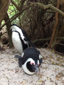 Monogamous-for-life African penguins try to get some rest before breeding season begins next month. 