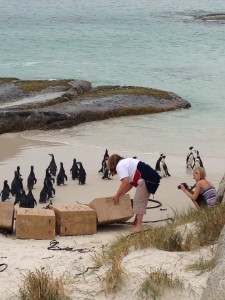 Juvenile African penguins are introduced into the colony at Boulders in late January.