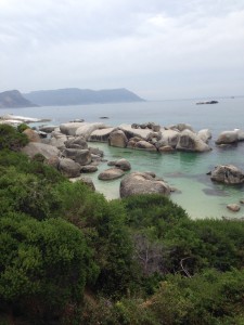 African penguins love living at Boulders on the Indian Ocean.