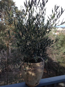 The olive tree on my suspended deck was crowding its pot.
