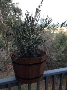 My olive tree moves beyond its starter home to more spacious quarters.