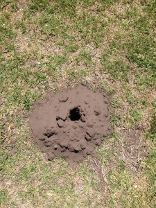 A piece of Juicy Fruit gum is used to kill moles on an estate near Stanford, South Africa.