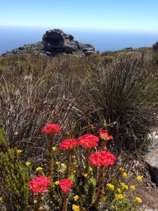 Flowers atop sunny Table Mountain.