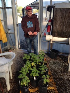 Out of the greenhouse and into the nursery.