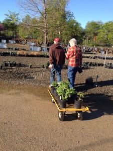 Putting plants on display for Turtle Bay's Spring Plant Sale.