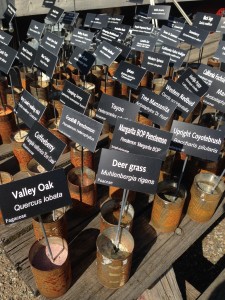 Let's play "Name That Plant" during lunch.