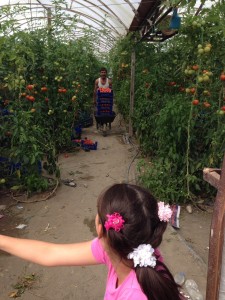 A young girl watches her father harvest Patara greenhouse tomatoes for export.