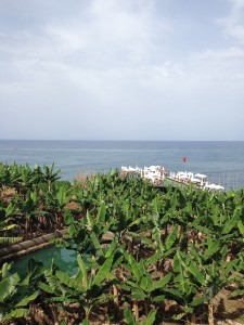 Bananas coexist with Russian tourists at this resort just south of Alanya, Turkey.