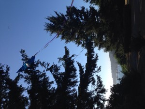 The three-tailed kite flew into our yard from Luffenholtz Beach.