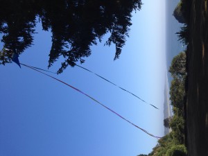 The kite was caught en route to Clam Beach and will be liberated later today.