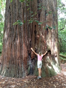 Liz hugs a tall redwood tree.