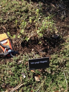 Cutting back Salvia greggii Magenta and removing some creeping thyme.