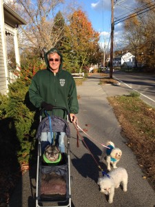 The pug in the stroller got the most "Likes" during a two-hour urban Massachusetts MadTrek. (Photo: Liz Chapin)
