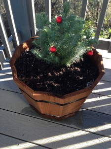 The Idiot's young Christmas tree will keep living and giving.