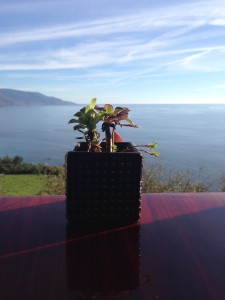 Tea with a view of the Pacific Ocean during the drive north through Big Sur to The Sanctuary in Marina, CA.