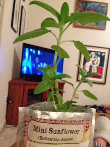 The Idiot's sunflowers were almost ready to be transplanted in early February.