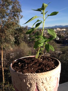 It may be snowing on the east coast but it's repotting sunflower weather in northern California.