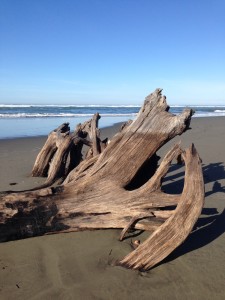 The Idiot got closer to natural beach art than he did to the seals and shorebirds on the Mad River estuary.