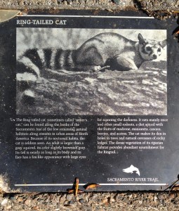 Wildlife sign: After regularly hiking the river trail for six years, The Idiot has yet to see a ring-tailed cat.