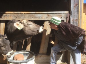 The Idiot had forgotten that cows close their eyes when they kiss. (Photo: Sonia Stratte-McClure)