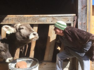 At Shellburne Farms, south of Burlington, Vermont, this Brown Swiss cow told The Idiot that "I'm tired of giving milk to make cheddar cheese -- get me out of here!" (Photo: Sonia Stratte-McClure)
