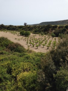 MedTrekks run into the Cyprus wine route.