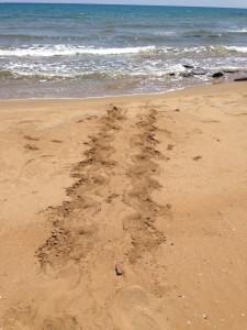 It doesn't take an Idiot to recognize turtle tracks.