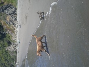 Bear and Beezer take a dip on Luffenholtz Beach. (Photo: Liz Chapin)