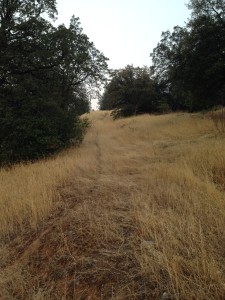 California may be the golden state but the drought has made much of it dry and brown. The Idiot walked up this path just after a 6:14 am August sunrise.