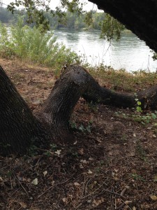 A typical natural bench provides a break during a warm walk on the Sacramento River.