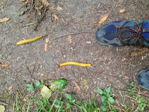 There are frequently more slugs than people using the Redwood Creek Trail.