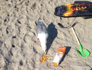 This audacious and ravenous seagull ate a full bag of Goldfish while acting like he/she was a protected species on the Galapagos.