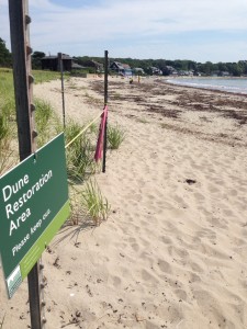 Dune restoration in Magnolia is part of a Massachusetts  green infrastructure program to protect  the natural shoreline and  enhance  habitat functions of the landscape. 