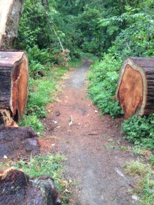 Many fallen trees have been expertly cut to clear the path.