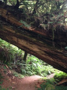 This fallen redwood was considerate enough to leave just enough room for short hikers.