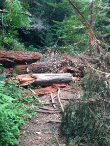 There are currently a few uncleared fallen trees on the Redwood Creek Trail that might hinder some hikers. 