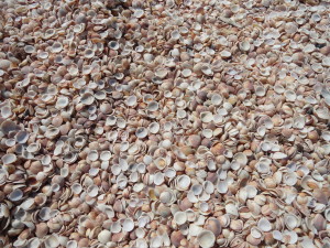 MedTrekking on a beach of shells.