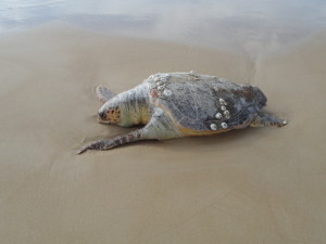 A deceased sea turtle on the beach near Atlit, Israel.