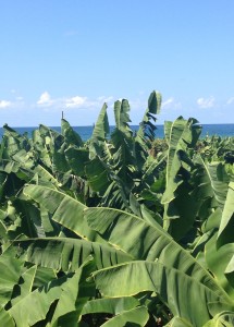 The MedTrek in southern Lebanon is frequently along coastal banana plantations.