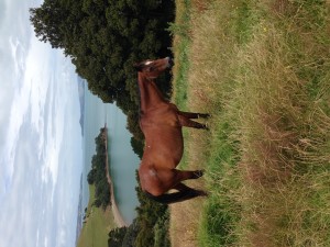 The art walk on Waiheke included a real horse and a real ocean.